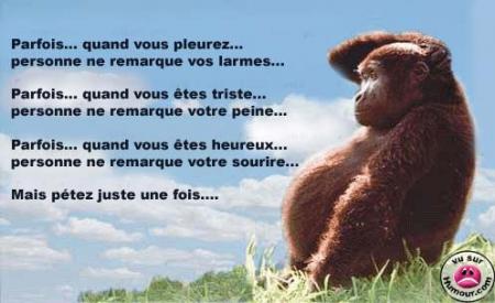 bonsoir